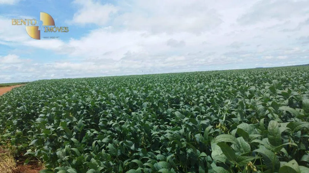 Fazenda à venda de 1.143 ha em Jaciara, MT, Brasil