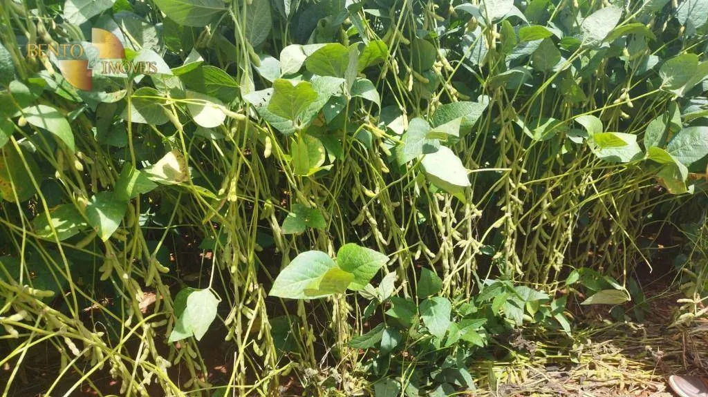 Fazenda à venda de 1.143 ha em Jaciara, MT, Brasil