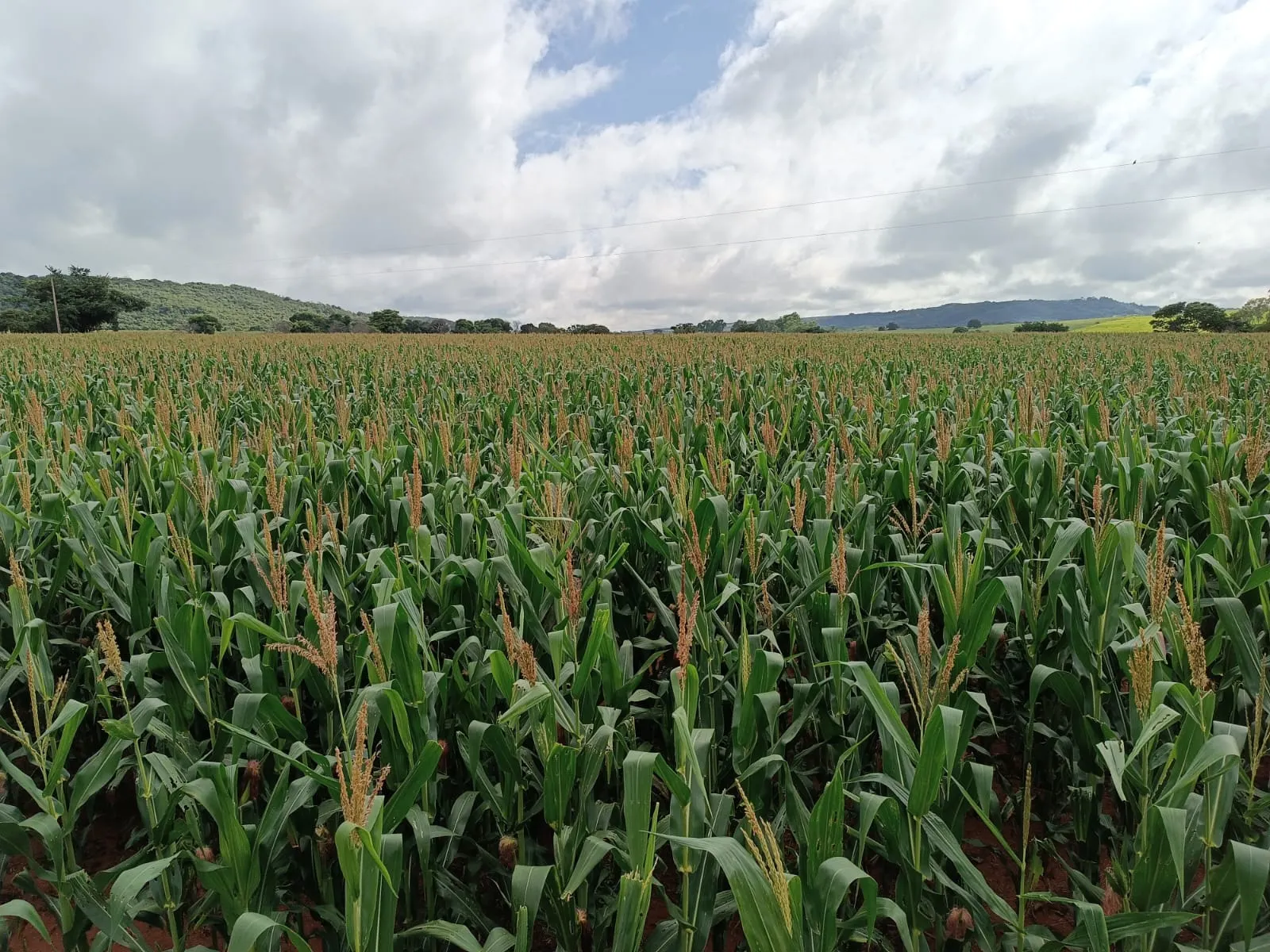 Fazenda à venda de 456 ha em São Gonçalo do Abaeté, MG, Brasil