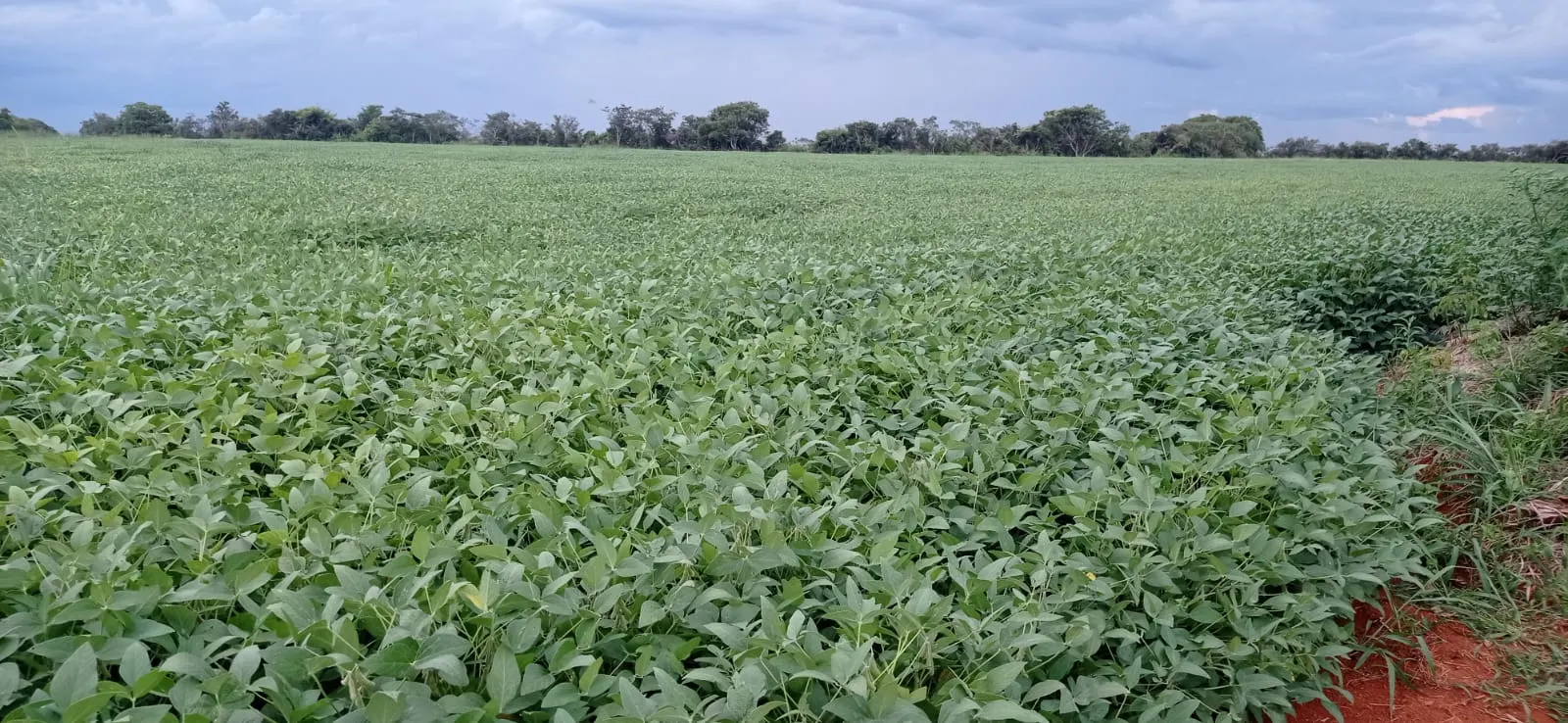 Fazenda à venda de 456 ha em São Gonçalo do Abaeté, MG, Brasil