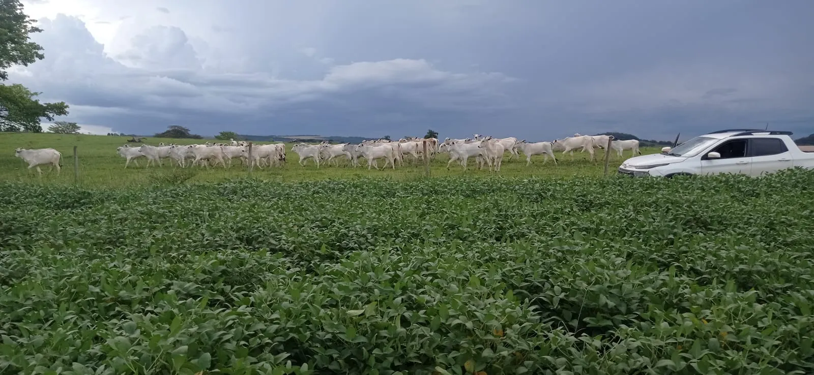 Fazenda à venda de 456 ha em São Gonçalo do Abaeté, MG, Brasil