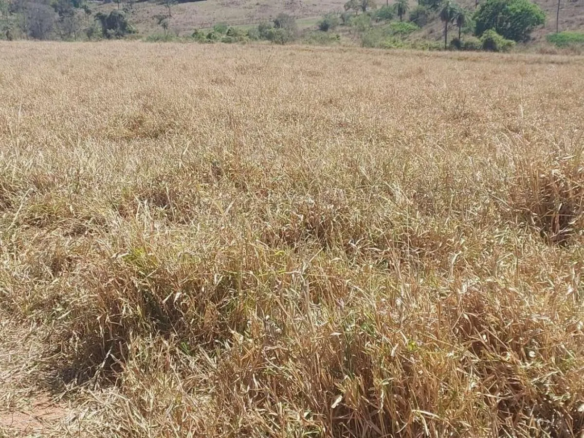 Fazenda à venda de 168 ha em São José do Rio Pardo, SP, Brasil