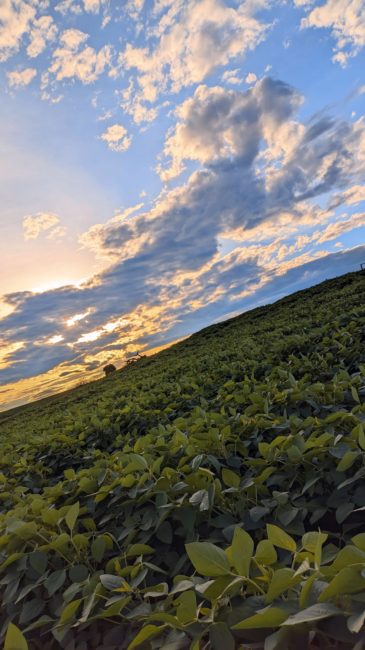 Fazenda à venda de 400 ha em Caracol, MS, Brasil
