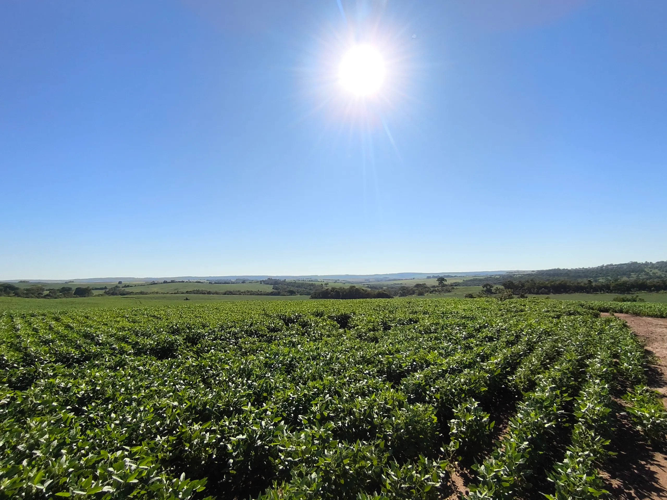 Fazenda à venda de 400 ha em Caracol, MS, Brasil