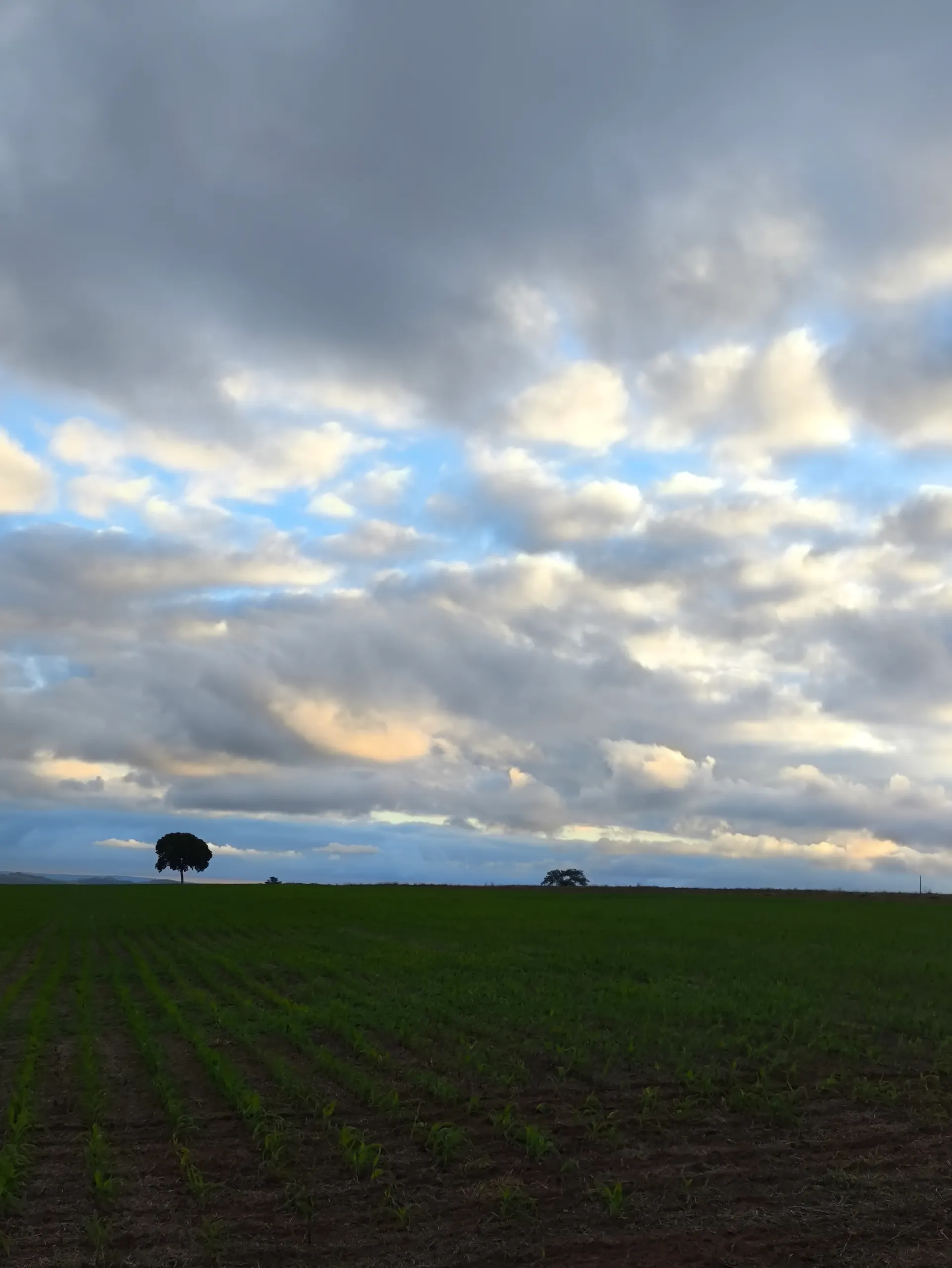 Fazenda à venda de 400 ha em Caracol, MS, Brasil