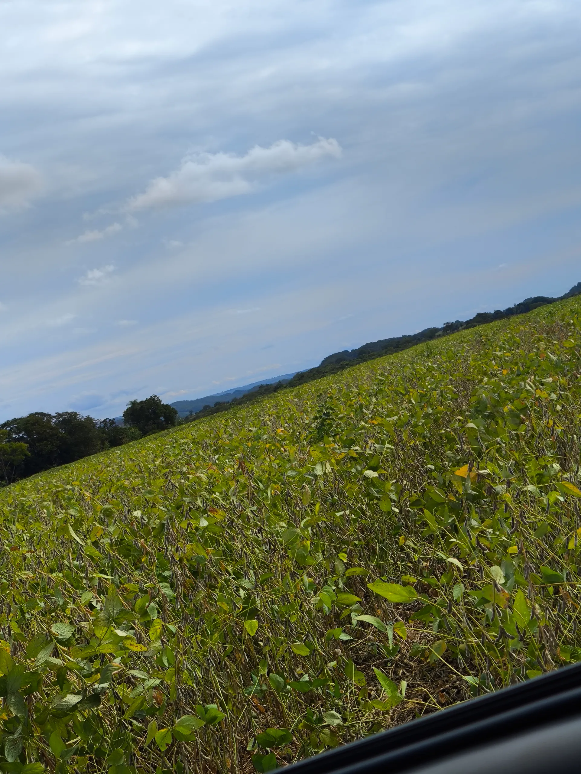 Fazenda à venda de 400 ha em Caracol, MS, Brasil