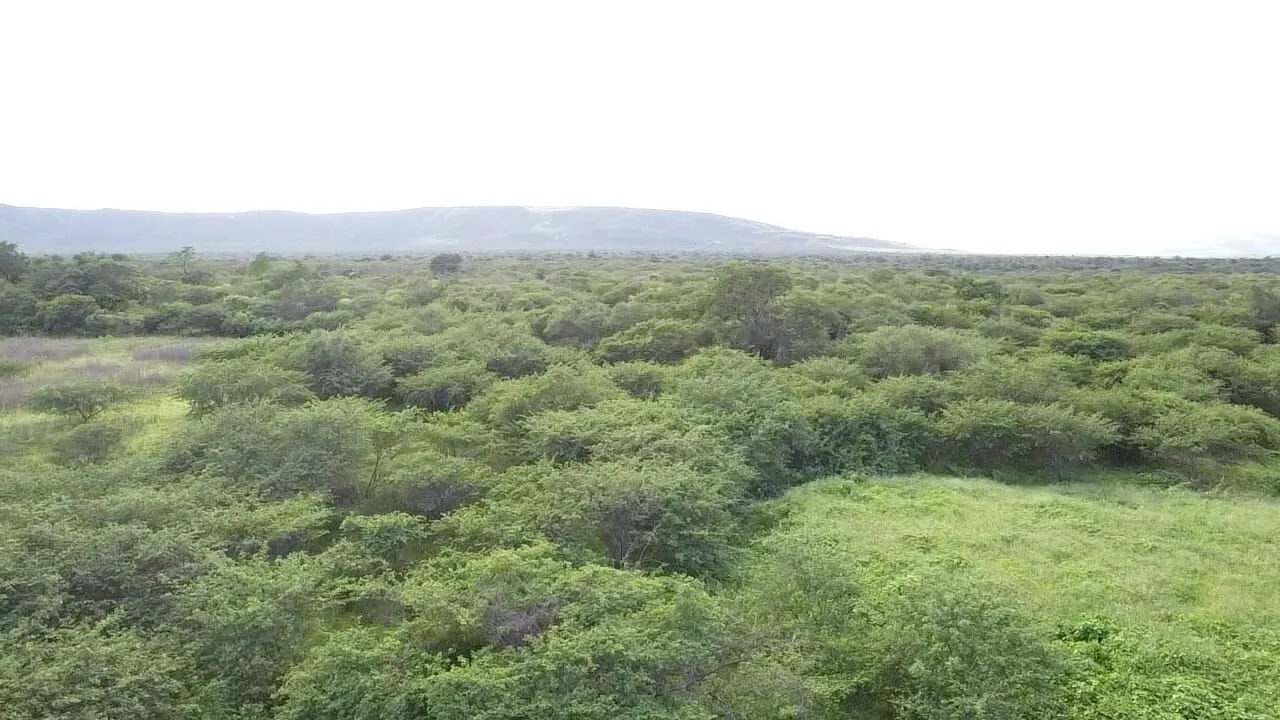 Terreno à venda de 1.310 ha em Morpará, BA, Brasil