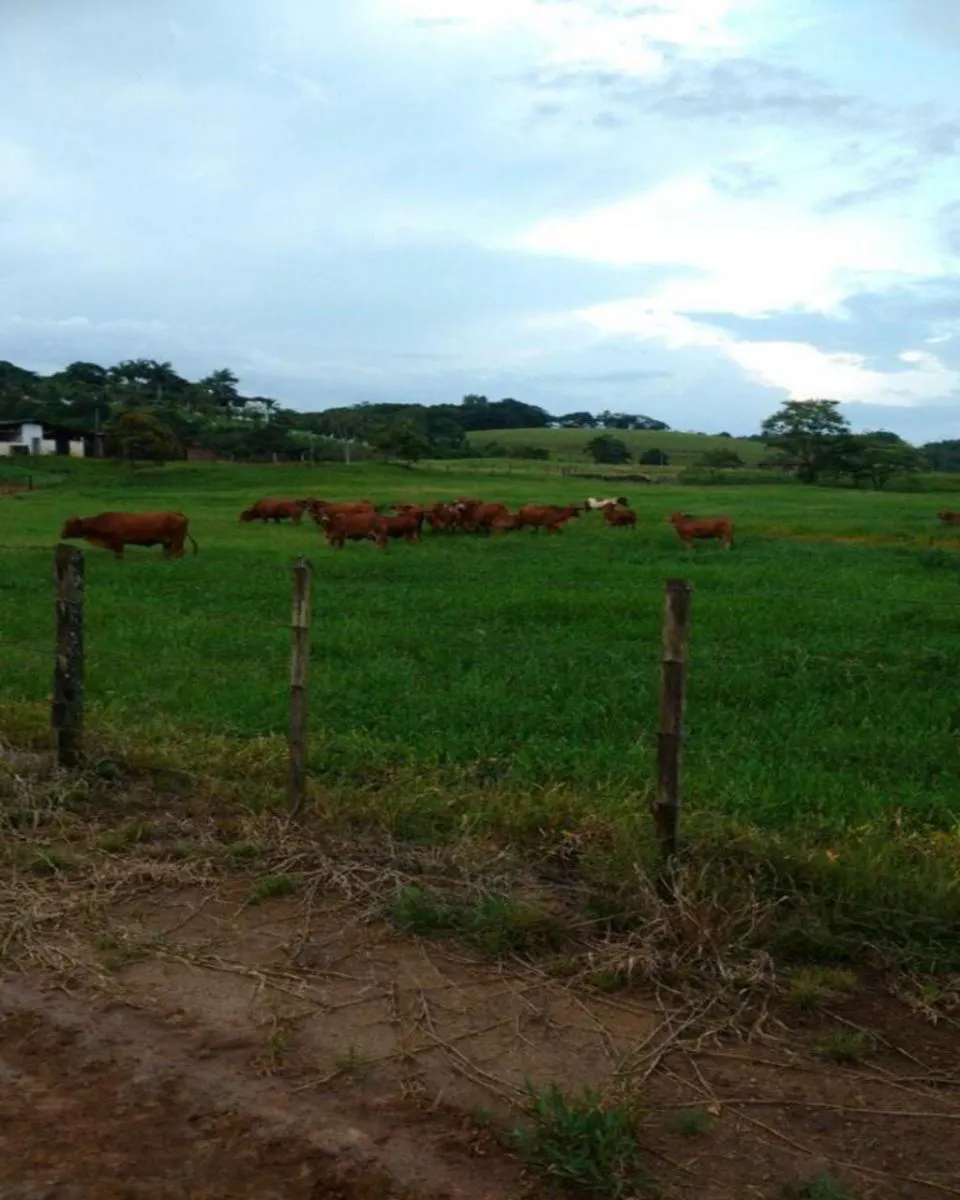 Fazenda à venda de 160 ha em Registro, SP, Brasil