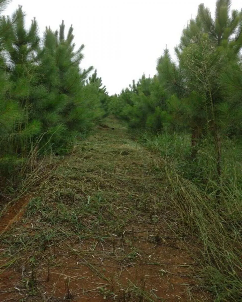 Fazenda à venda de 160 ha em Registro, SP, Brasil