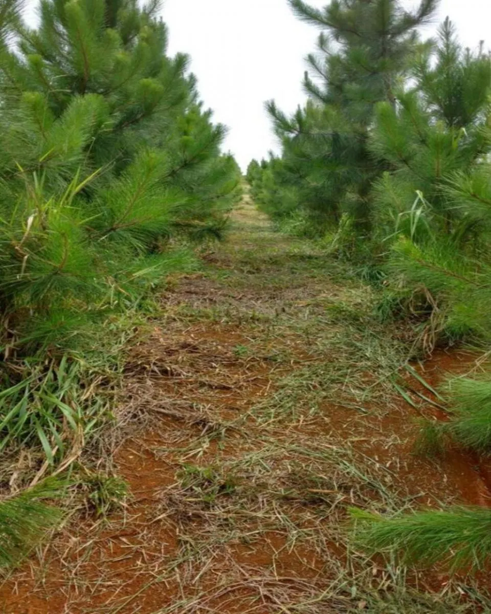 Fazenda à venda de 160 ha em Registro, SP, Brasil
