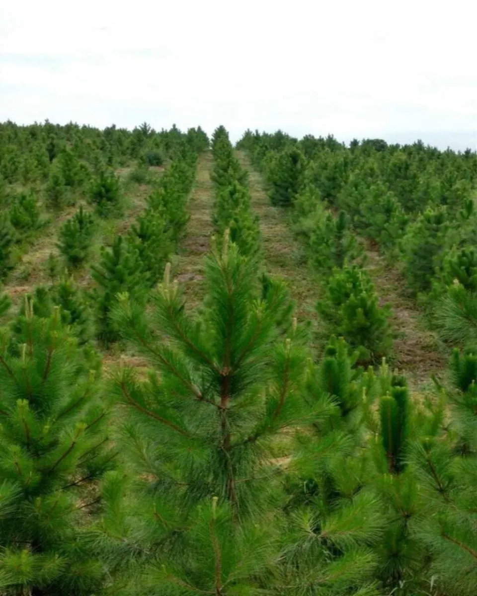 Fazenda à venda de 160 ha em Registro, SP, Brasil