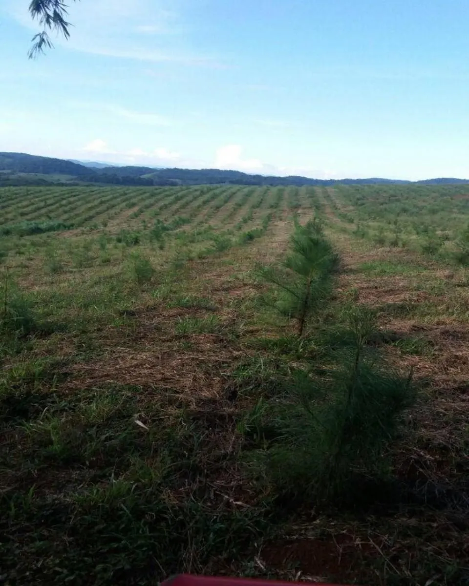 Fazenda à venda de 160 ha em Registro, SP, Brasil
