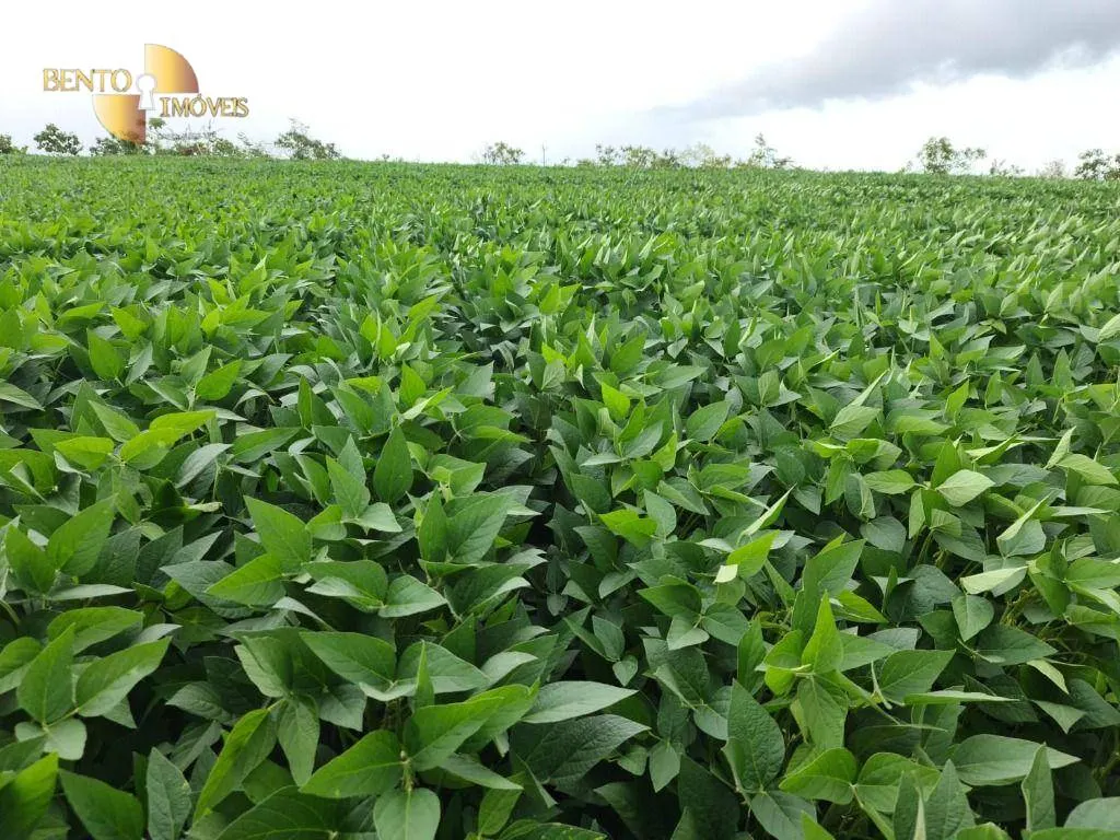 Farm for sale of 3,333 acres in Primavera do Leste, MT, Brazil