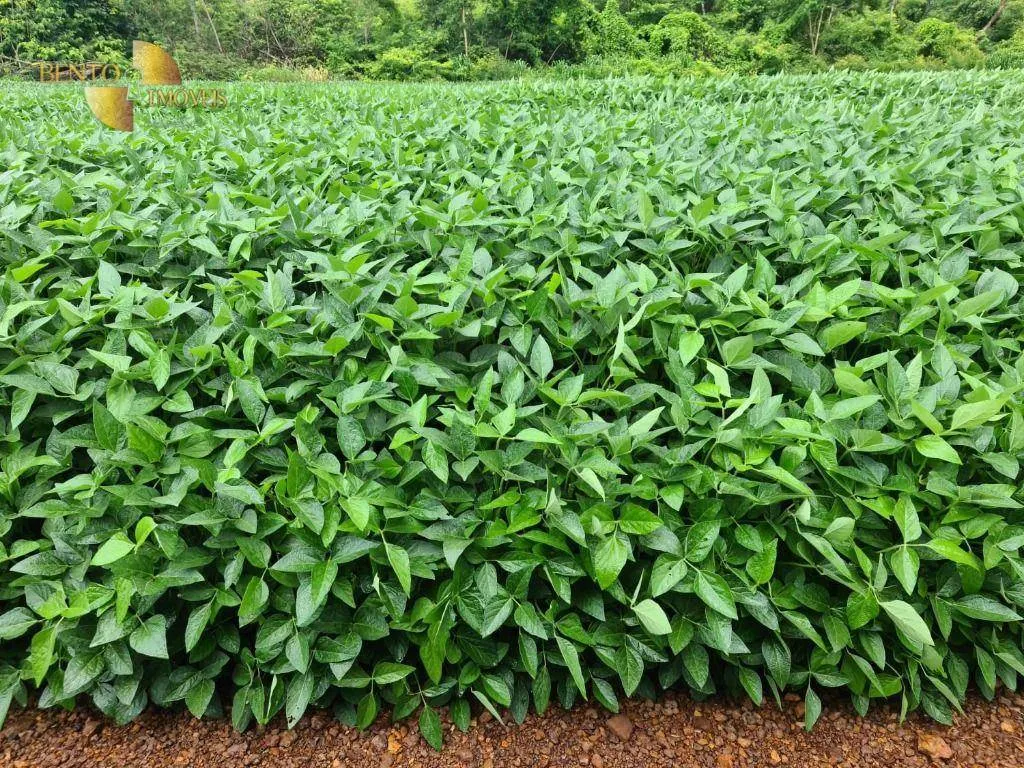 Farm for sale of 3,333 acres in Primavera do Leste, MT, Brazil