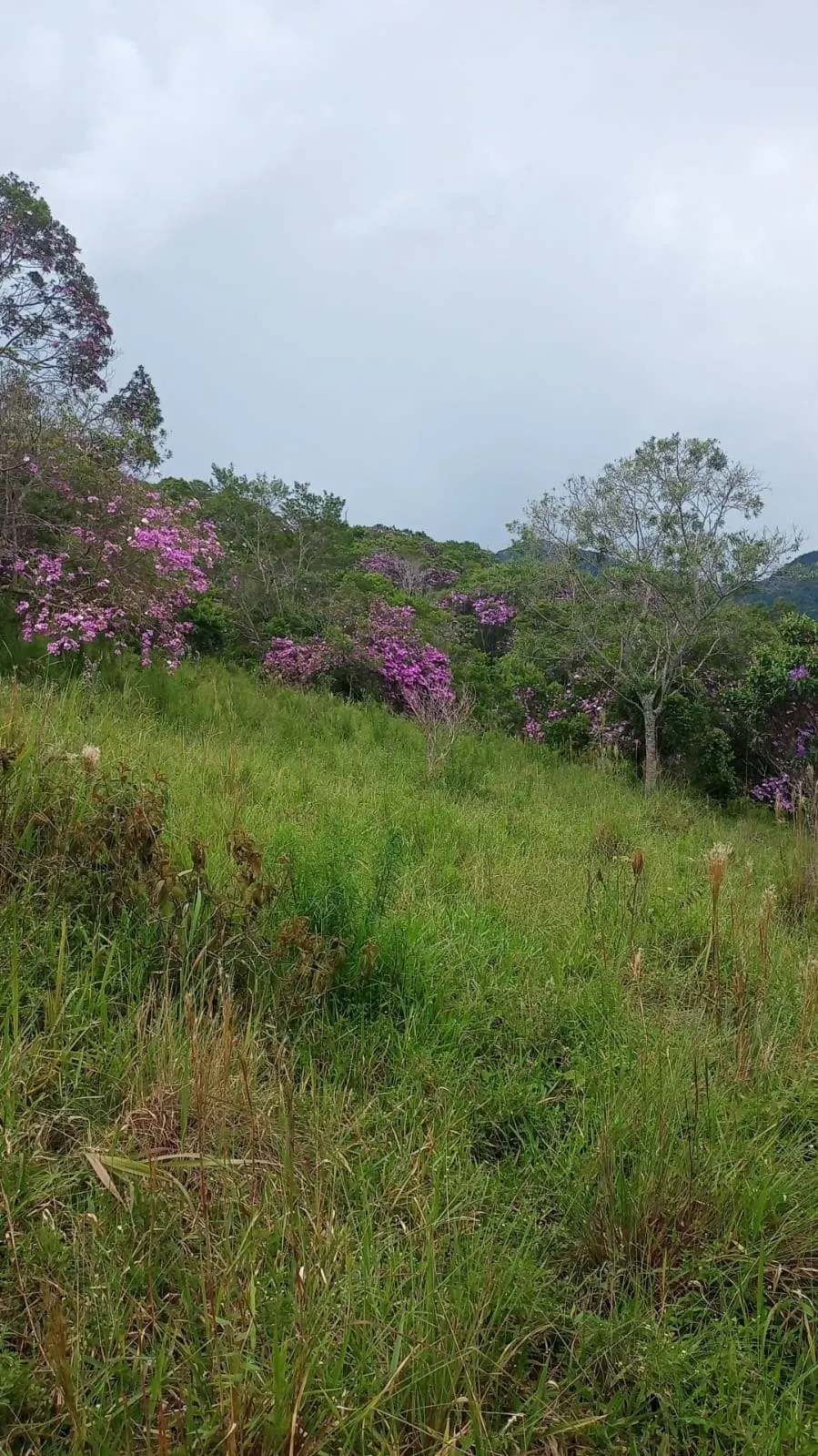 Plot for sale of 24 acres in São José dos Campos, SP, Brazil