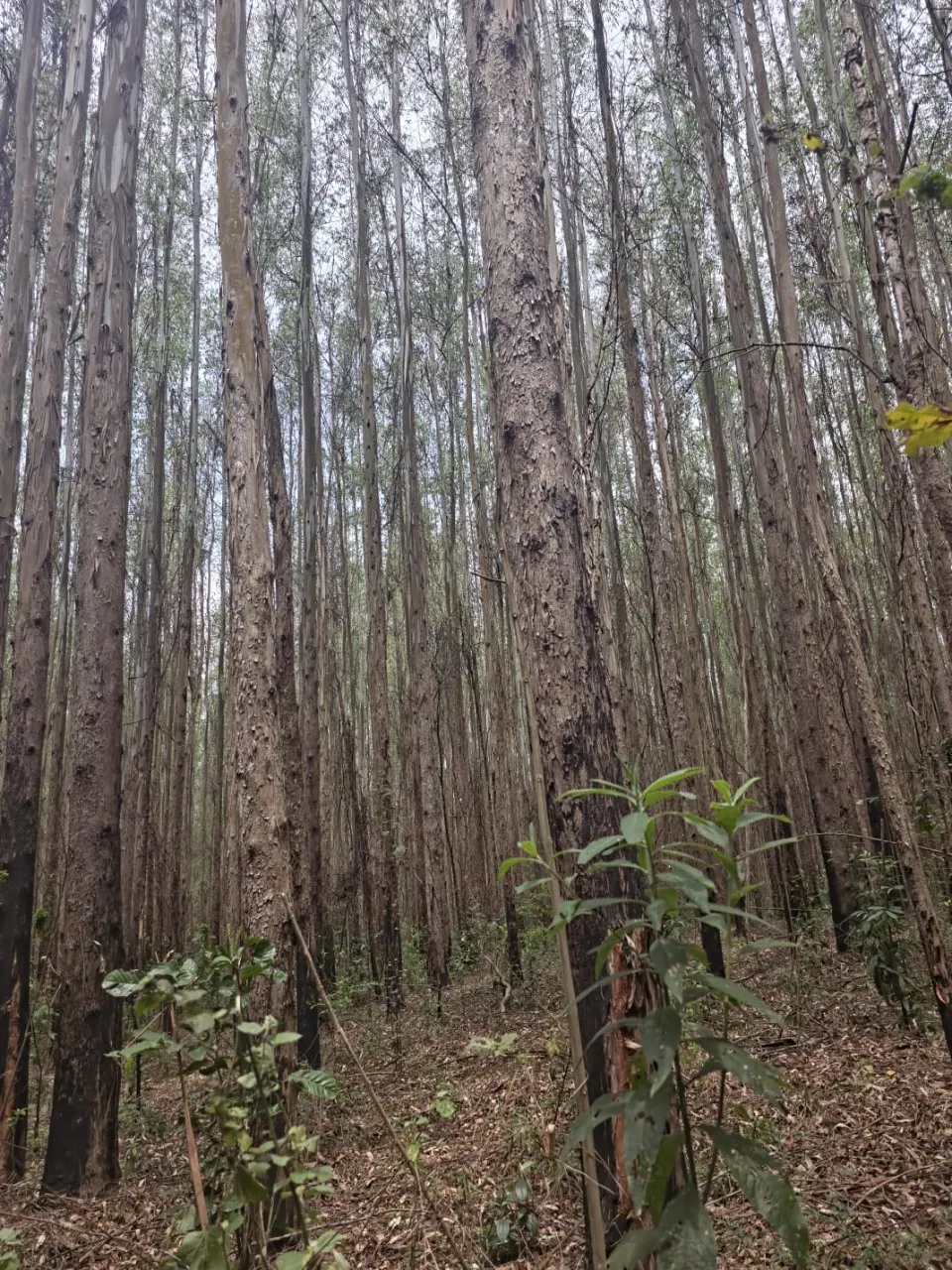 Fazenda à venda de 523 ha em Lavrinhas, SP, Brasil