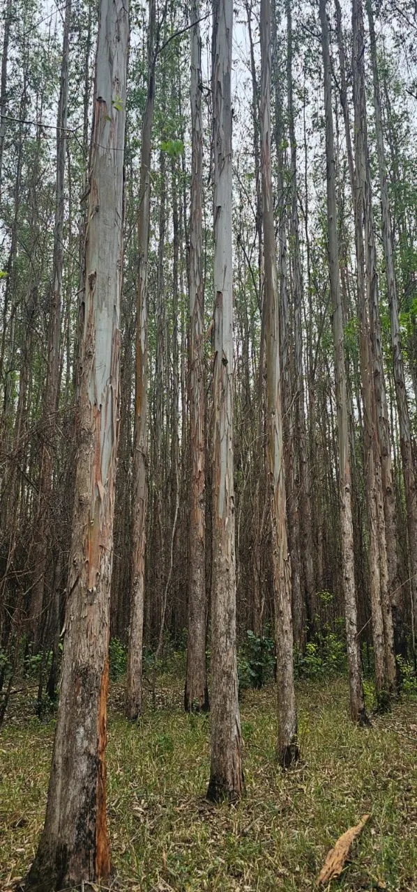 Fazenda à venda de 523 ha em Lavrinhas, SP, Brasil