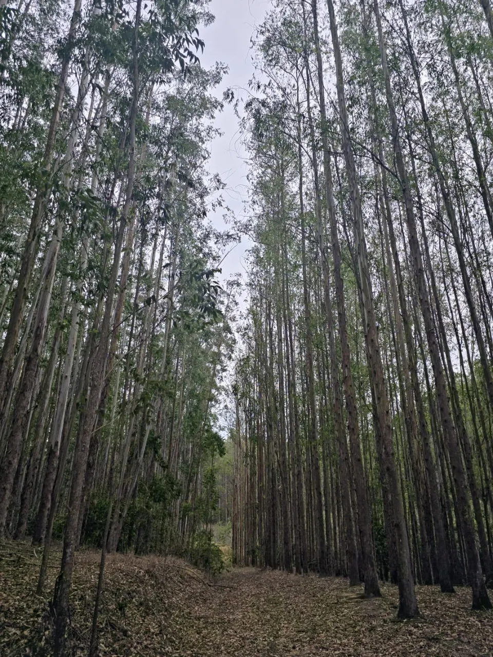 Fazenda à venda de 523 ha em Lavrinhas, SP, Brasil