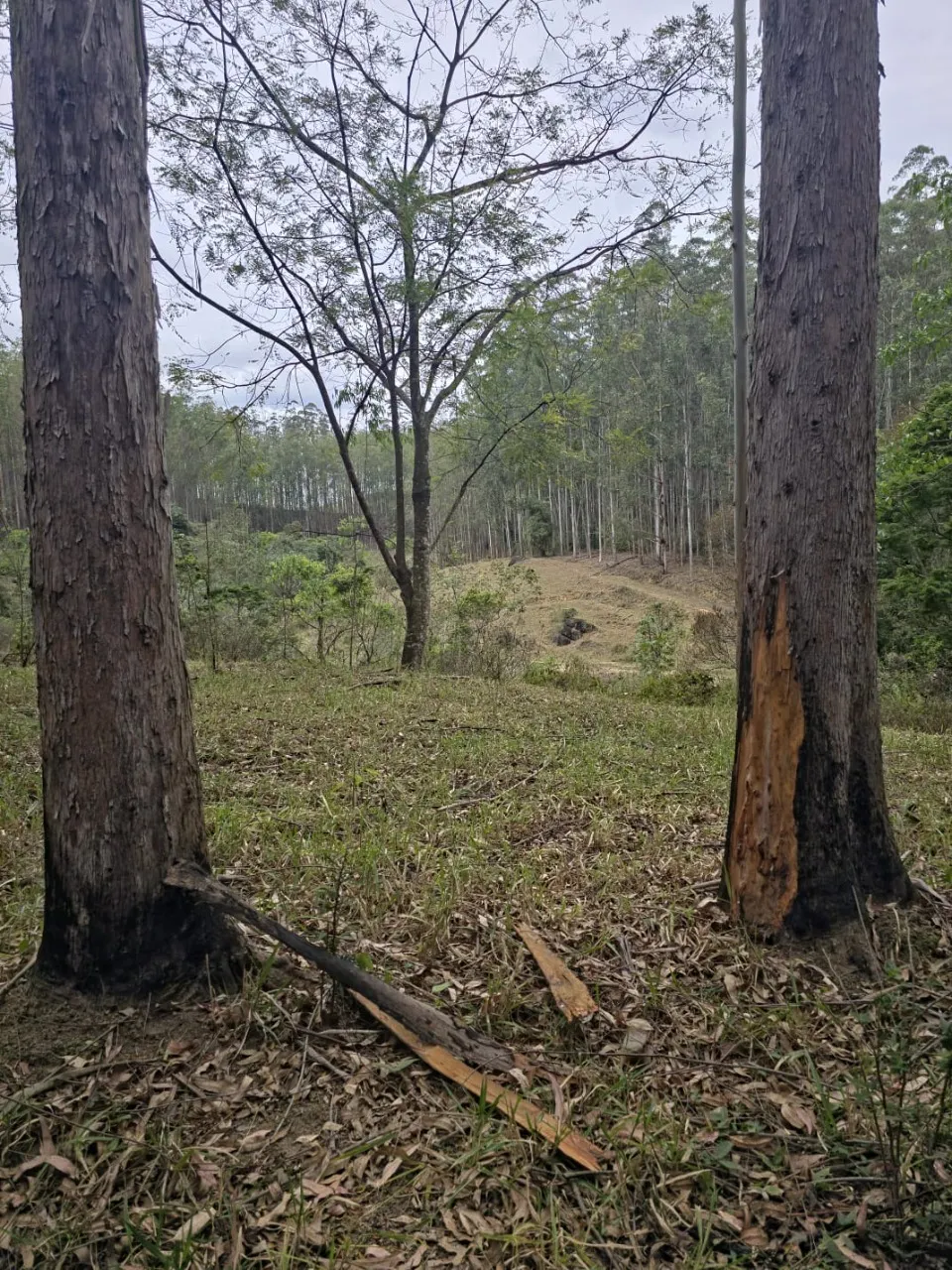 Fazenda à venda de 523 ha em Lavrinhas, SP, Brasil