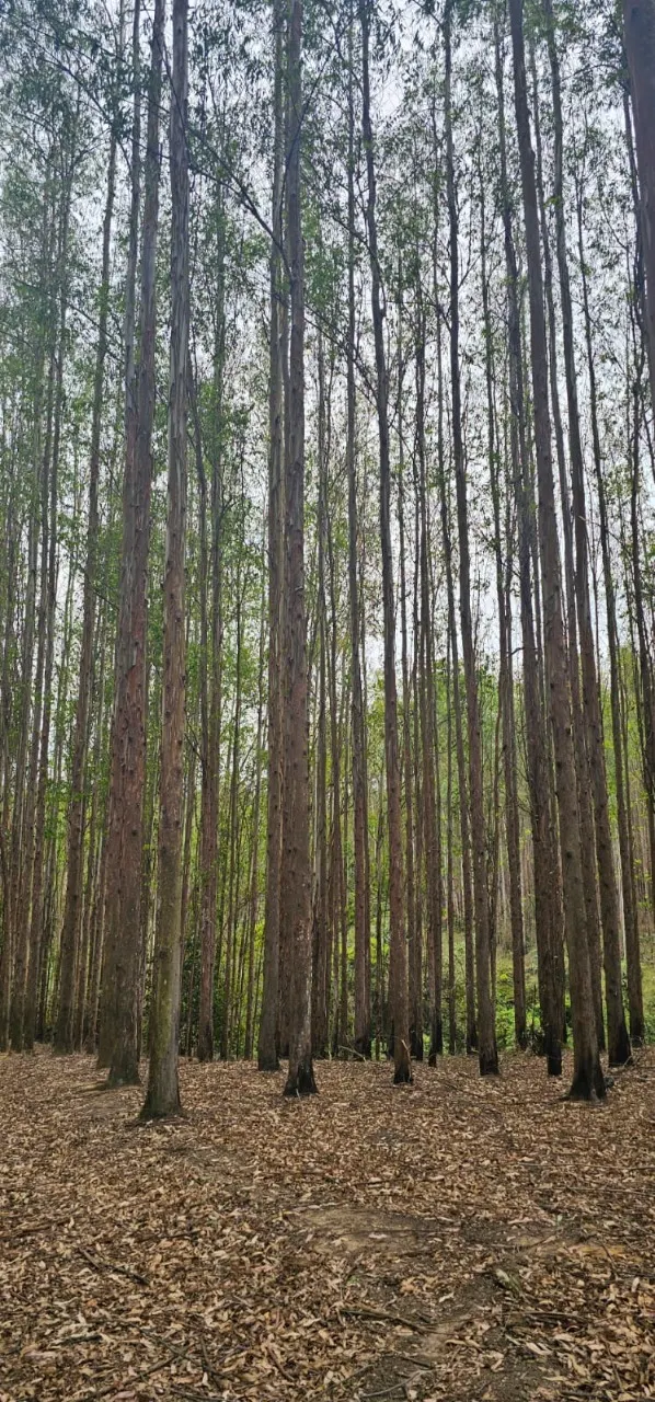 Fazenda à venda de 523 ha em Lavrinhas, SP, Brasil