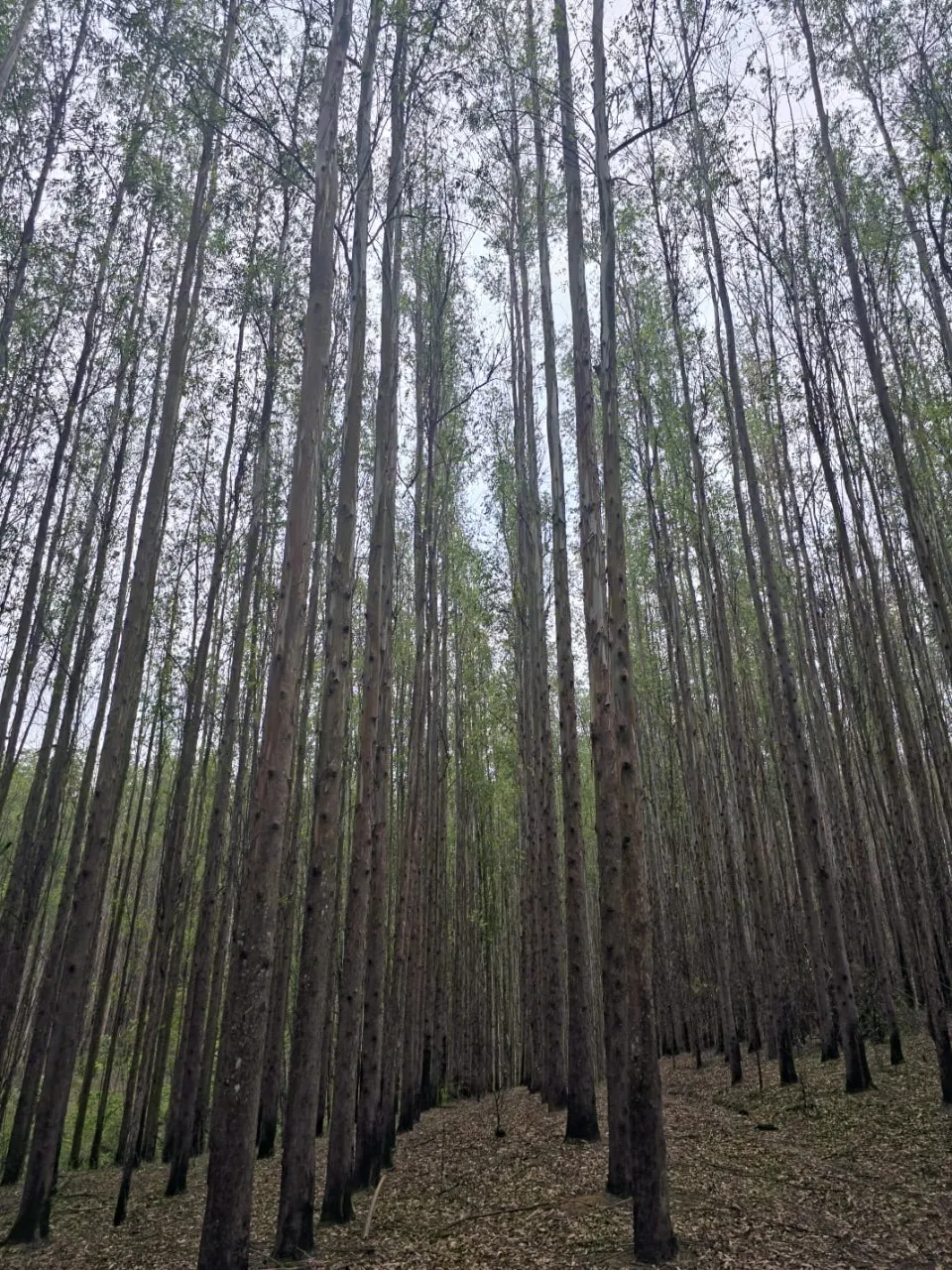 Fazenda à venda de 523 ha em Lavrinhas, SP, Brasil