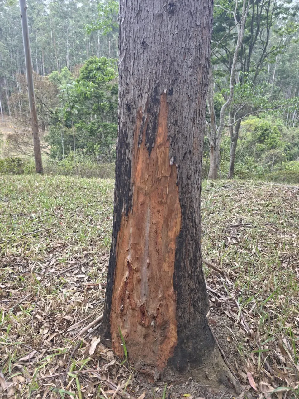 Fazenda à venda de 523 ha em Lavrinhas, SP, Brasil