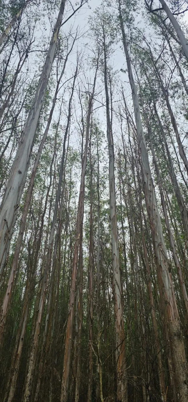 Fazenda à venda de 523 ha em Lavrinhas, SP, Brasil