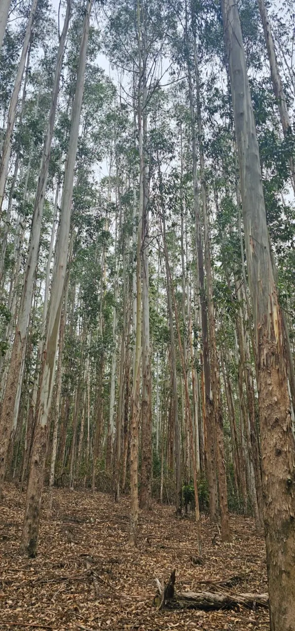 Fazenda à venda de 523 ha em Lavrinhas, SP, Brasil