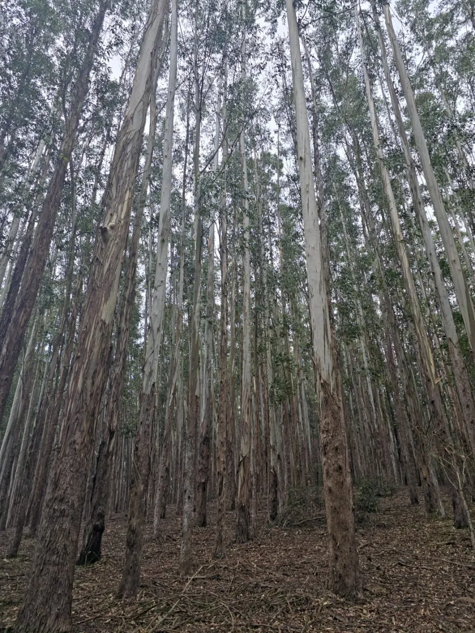 Fazenda à venda de 523 ha em Lavrinhas, SP, Brasil