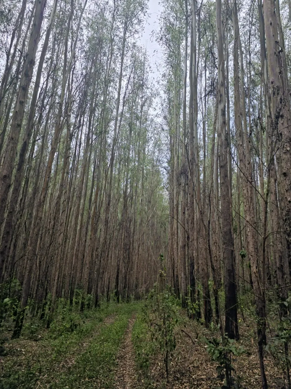 Fazenda à venda de 523 ha em Lavrinhas, SP, Brasil