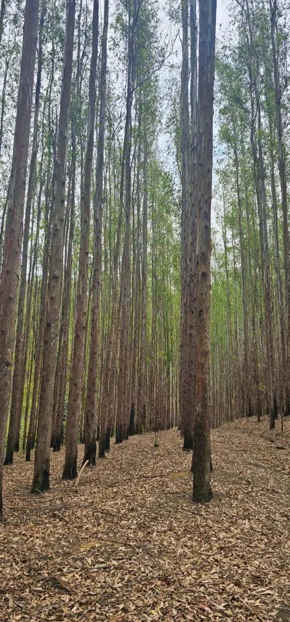 Fazenda à venda de 523 ha em Lavrinhas, SP, Brasil