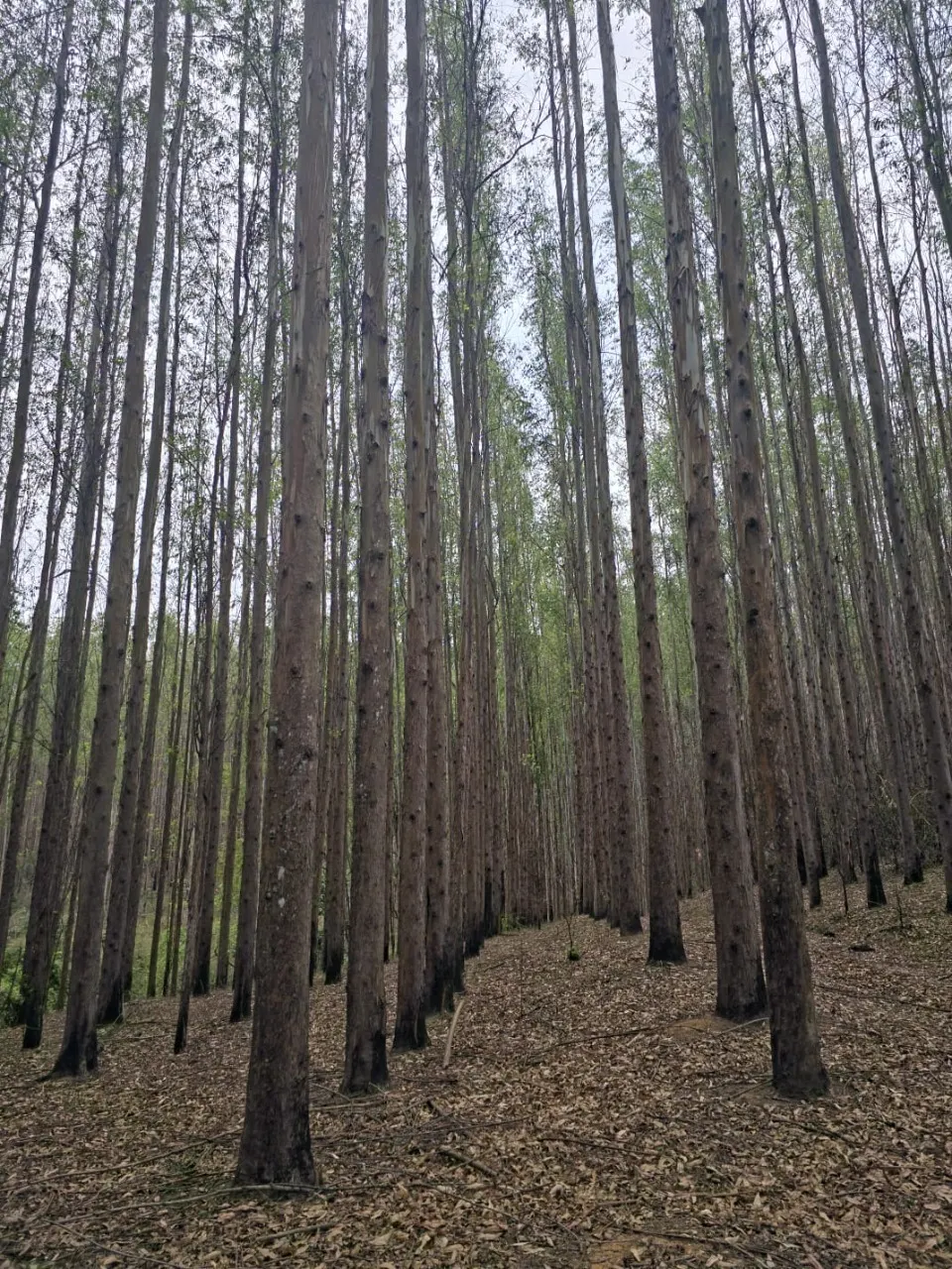 Fazenda à venda de 523 ha em Lavrinhas, SP, Brasil