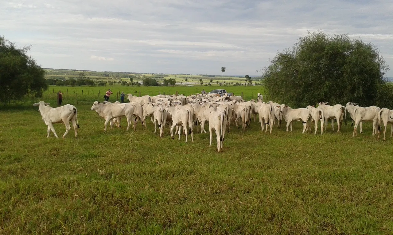 Fazenda à venda de 944 ha em Presidente Prudente, SP, Brasil