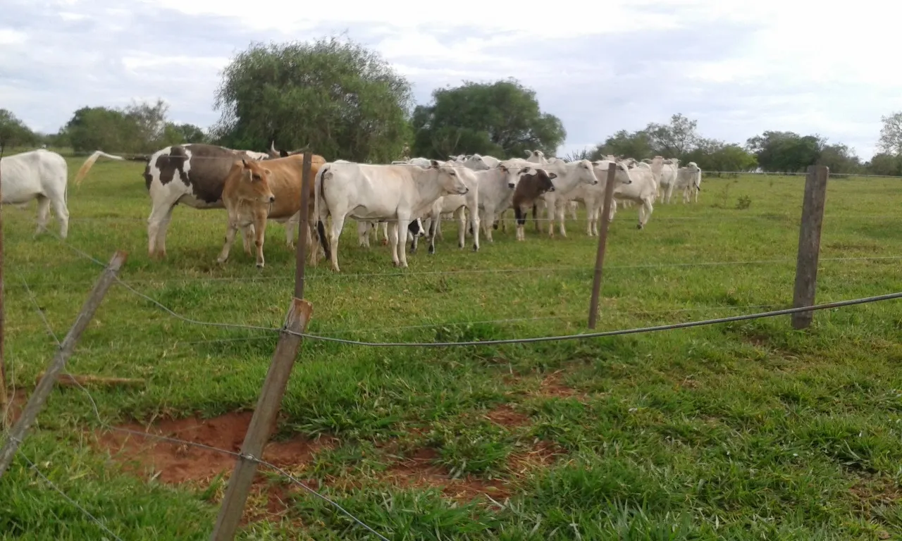 Fazenda à venda de 944 ha em Presidente Prudente, SP, Brasil