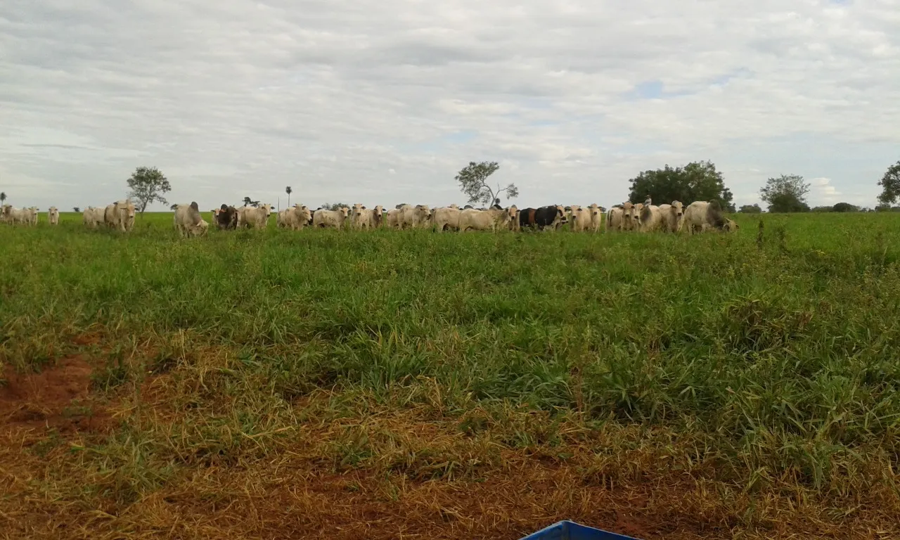 Fazenda à venda de 944 ha em Presidente Prudente, SP, Brasil