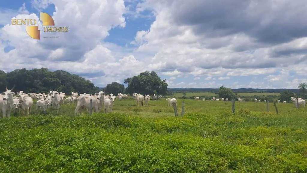 Fazenda à venda de 1.000 ha em Poconé, MT, Brasil