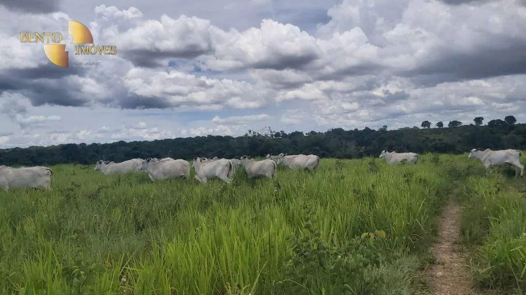 Fazenda à venda de 1.000 ha em Poconé, MT, Brasil