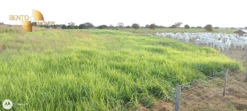 Fazenda à venda de 1.000 ha em Poconé, MT, Brasil