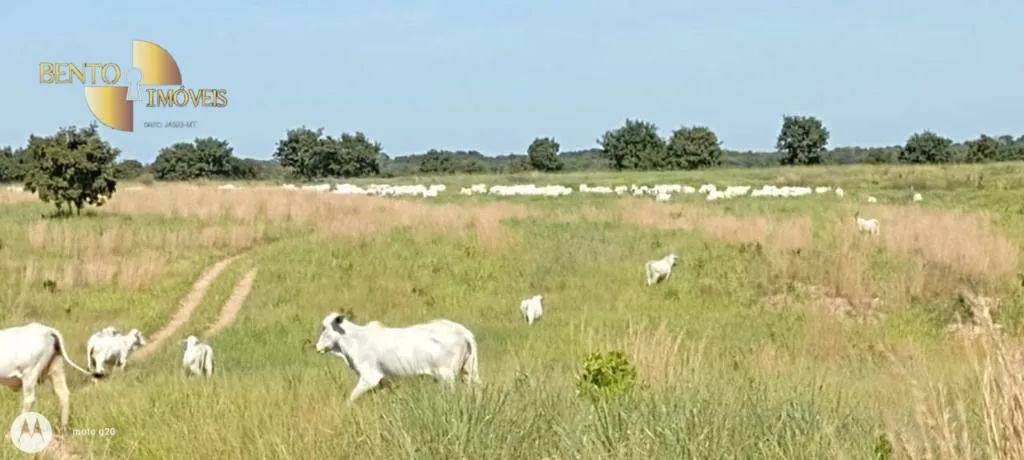 Fazenda à venda de 1.000 ha em Poconé, MT, Brasil