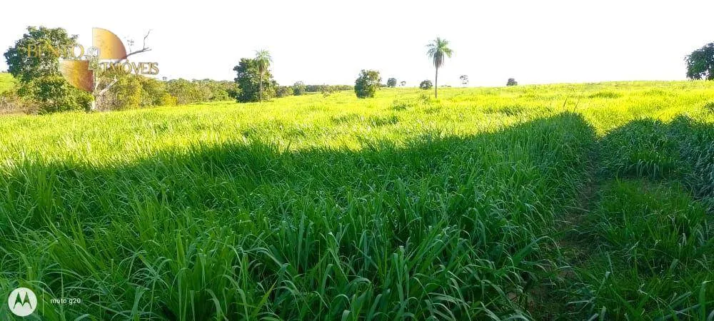 Fazenda à venda de 1.000 ha em Poconé, MT, Brasil