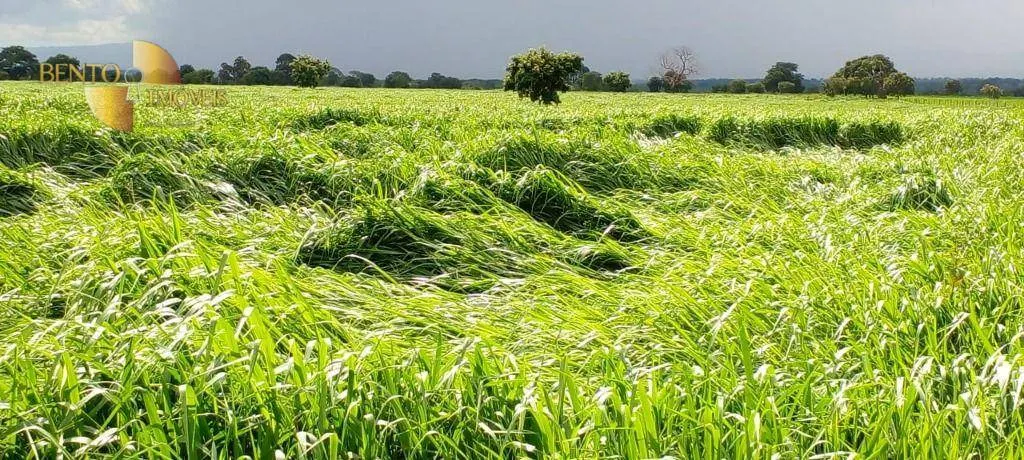 Fazenda à venda de 1.000 ha em Poconé, MT, Brasil