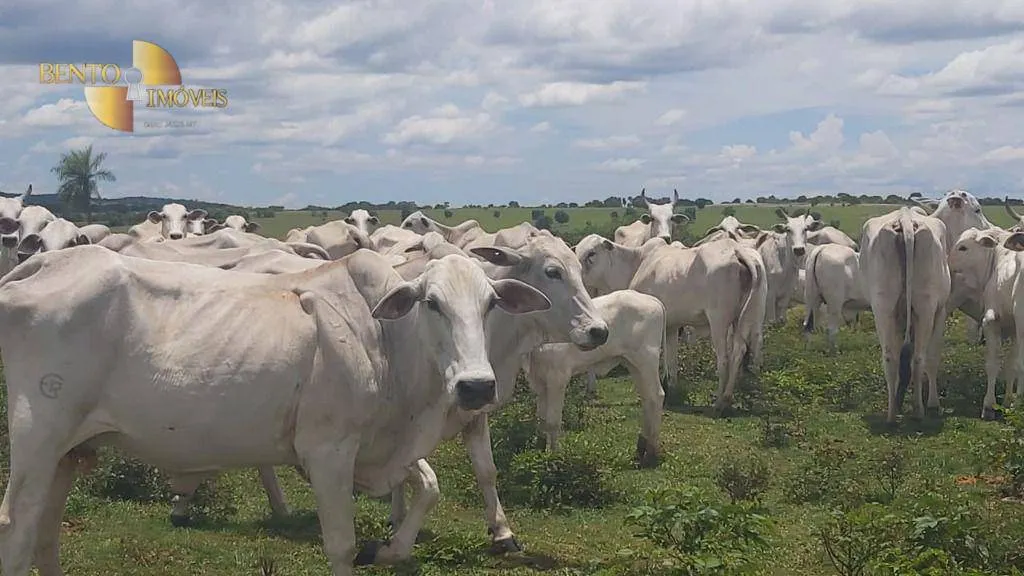 Fazenda à venda de 1.000 ha em Poconé, MT, Brasil
