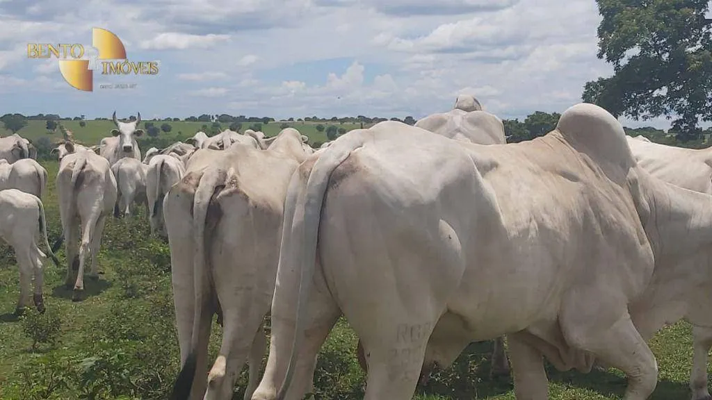 Fazenda à venda de 1.000 ha em Poconé, MT, Brasil