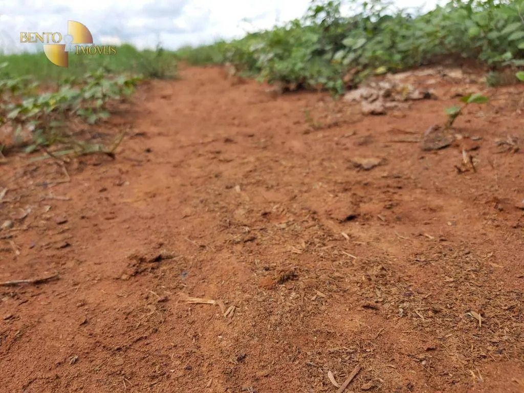 Fazenda à venda de 1.000 ha em Poconé, MT, Brasil