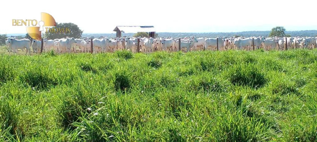 Fazenda à venda de 1.000 ha em Poconé, MT, Brasil