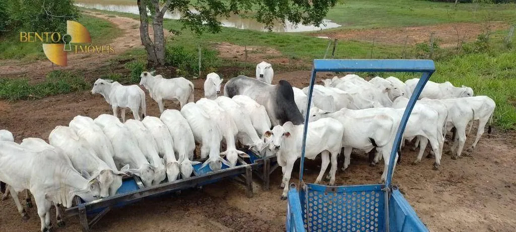 Fazenda à venda de 1.000 ha em Poconé, MT, Brasil