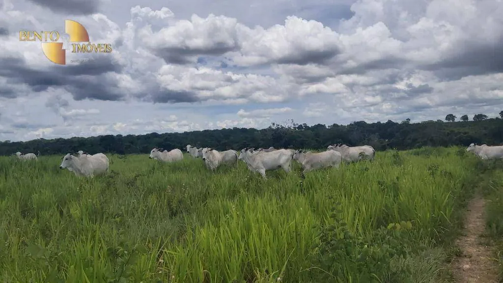 Fazenda à venda de 1.000 ha em Poconé, MT, Brasil