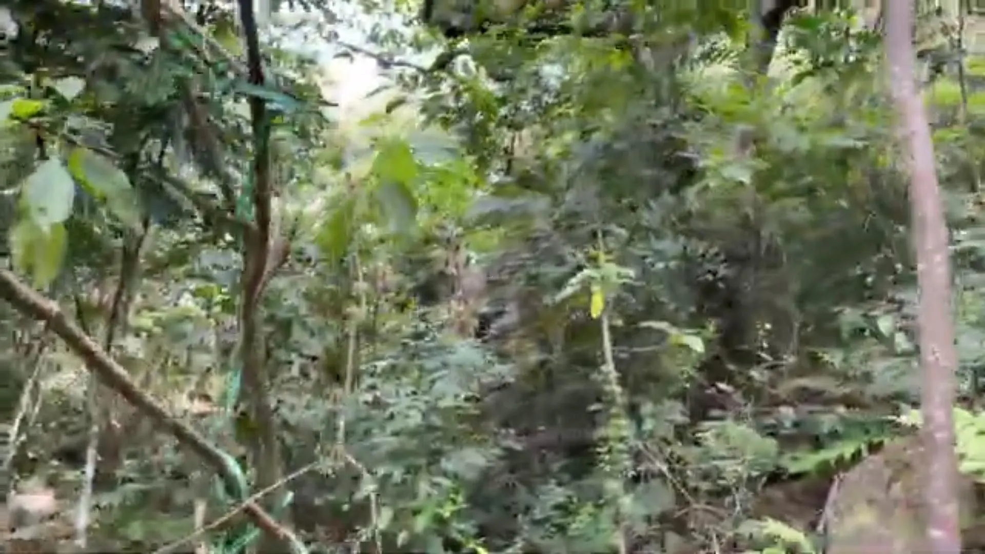 Country home for sale of 14 acres in Caraá, RS, Brazil