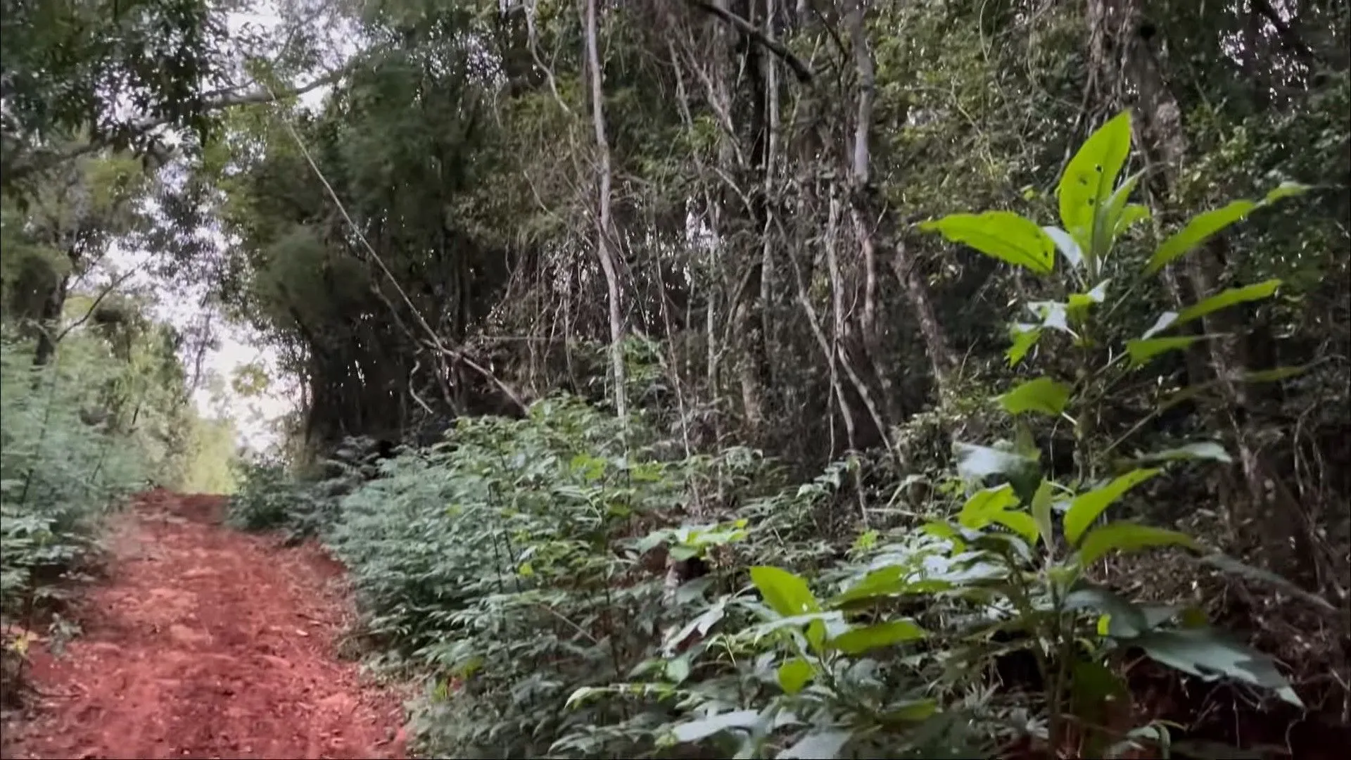 Country home for sale of 14 acres in Caraá, RS, Brazil