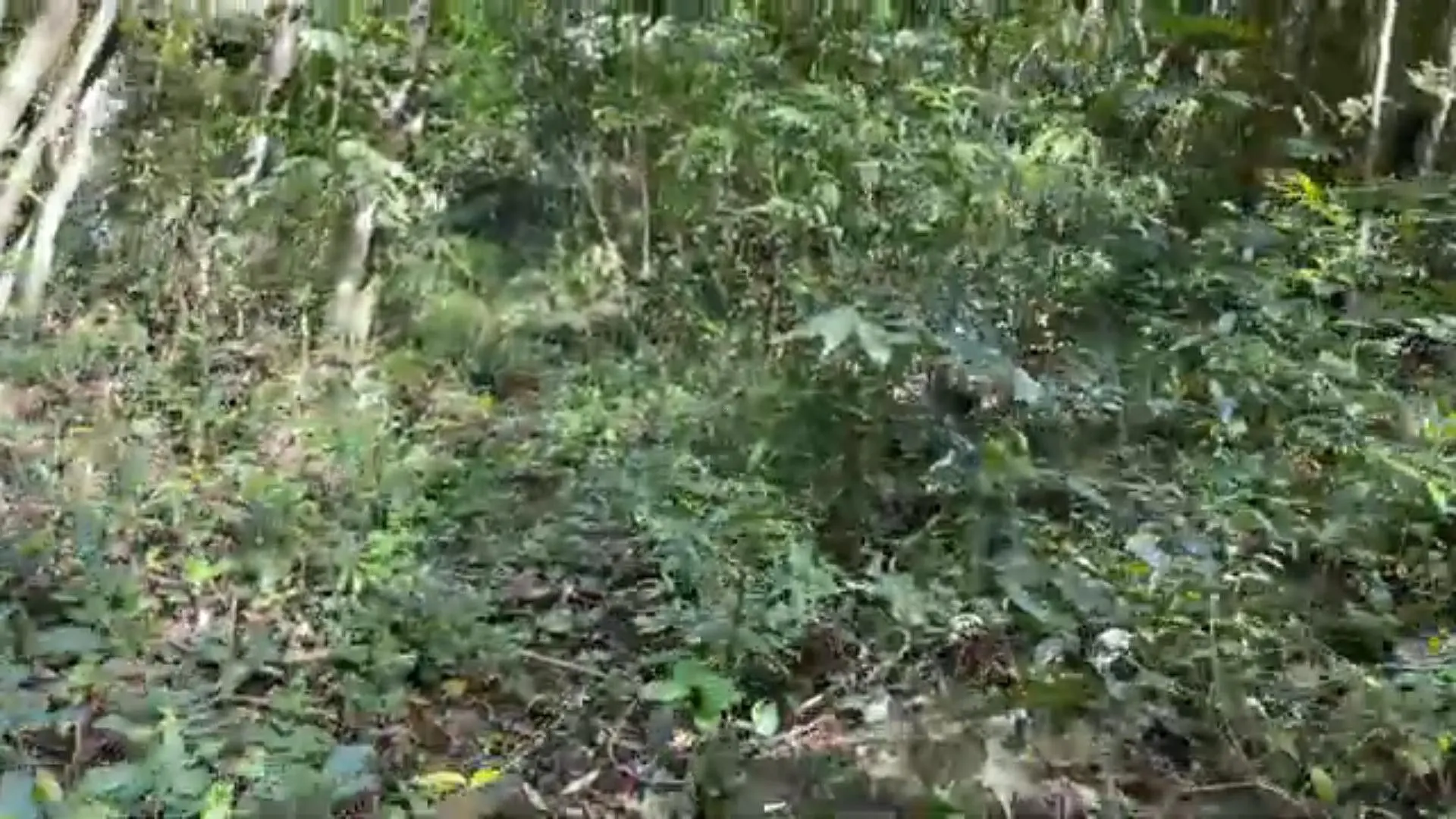 Country home for sale of 14 acres in Caraá, RS, Brazil